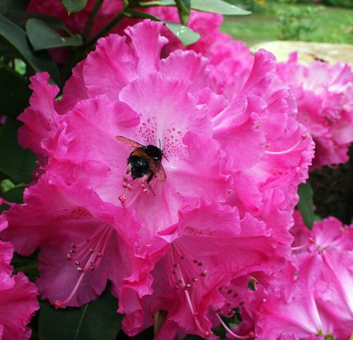 hydrangea  pink  garden