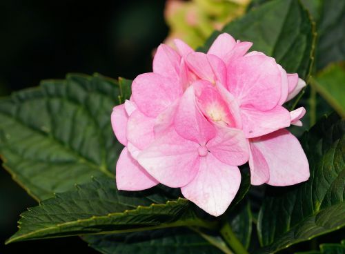 hydrangea blossom bloom