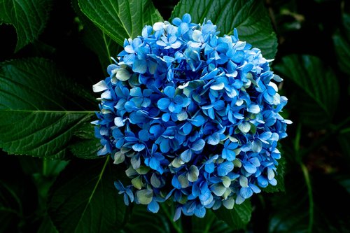 hydrangea  bloom  blue