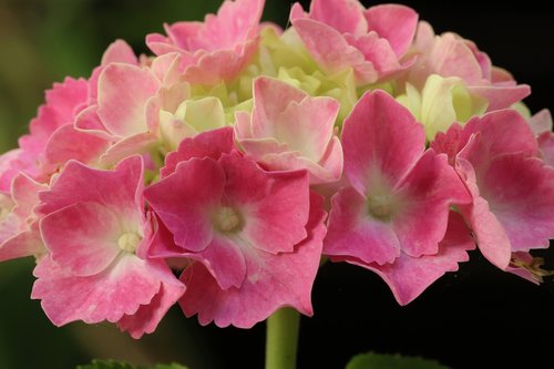 hydrangea  hydrangea flower  blossom