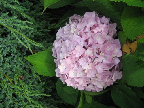 hydrangea flower garden