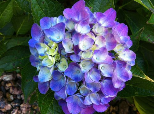 hydrangea flower purple