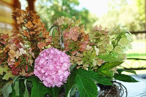 hydrangea pink country