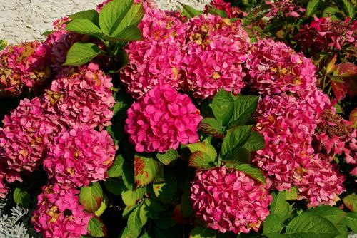 hydrangea flowers pink