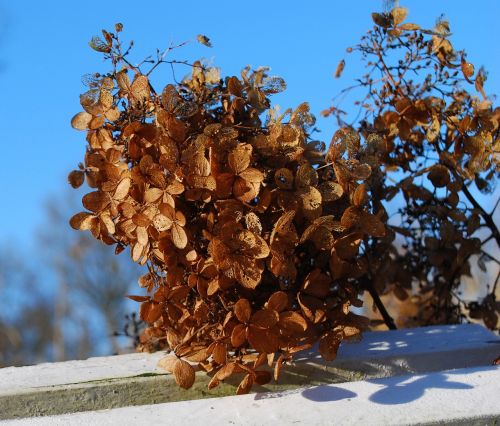 hydrangea flower blossom