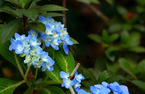 hydrangea blue flowers
