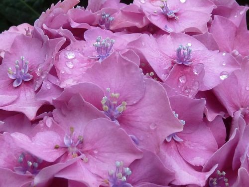 hydrangea dewdrop pink