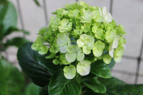 hydrangea hortensia flower