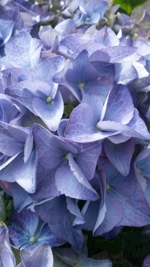 hydrangea brittany flowers