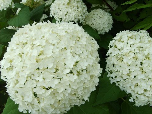 hydrangea white flower summer