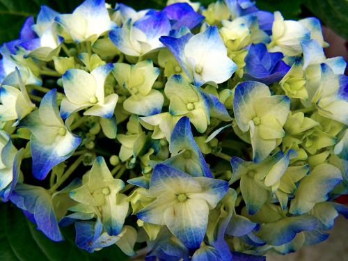 hydrangea flower garden light blue