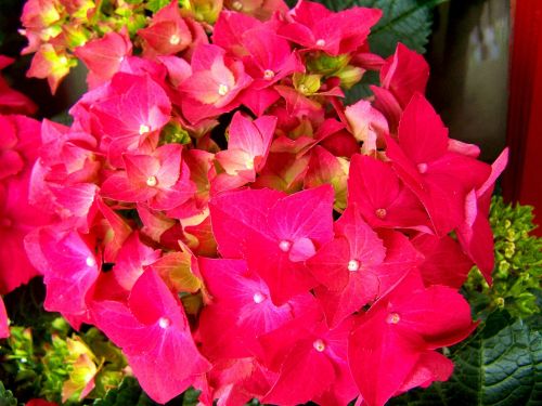 hydrangea flower garden pink