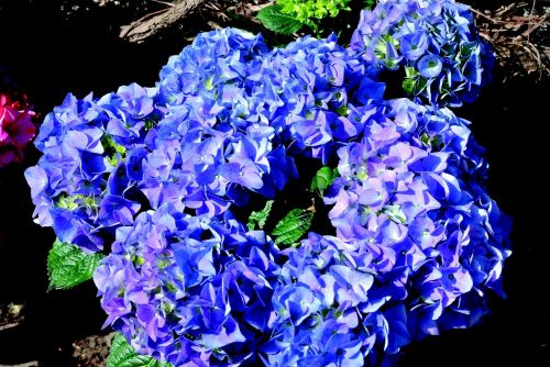 hydrangea blue blossom