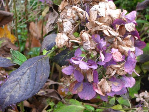 hydrangea blossom bloom