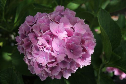 hydrangea floral blossom