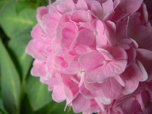 hydrangea pink flowers