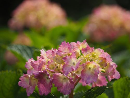 hydrangea flowers rainy season
