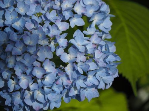 hydrangea flowers in the early summer