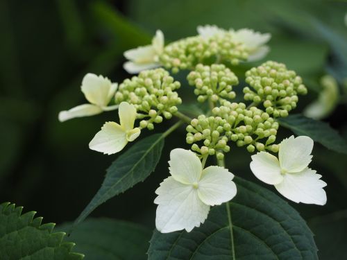 hydrangea yamaajisai white flowers