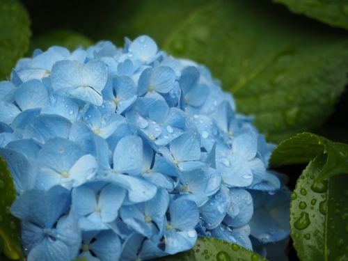 hydrangea flowers plant