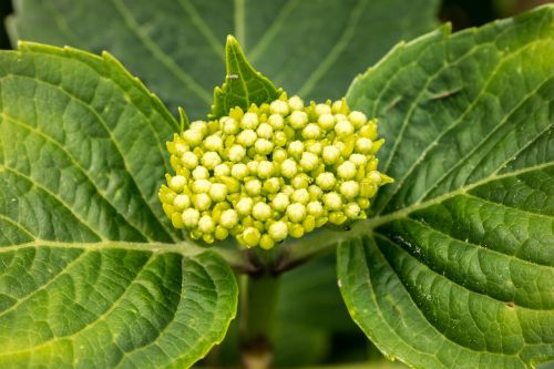 hydrangea young blossom