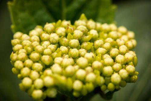 hydrangea young blossom