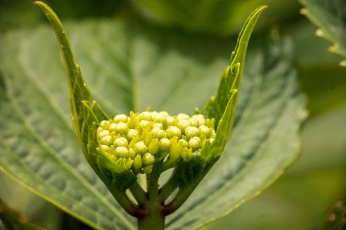 hydrangea young blossom