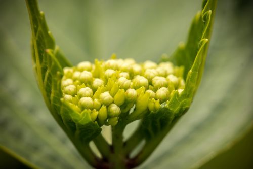 hydrangea young blossom