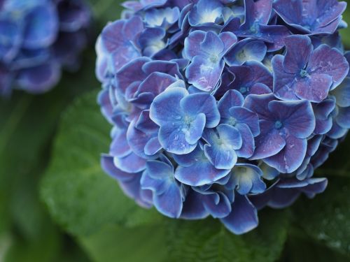 hydrangea drop of water rain