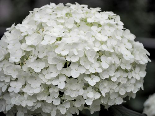 hydrangea white flowers plant