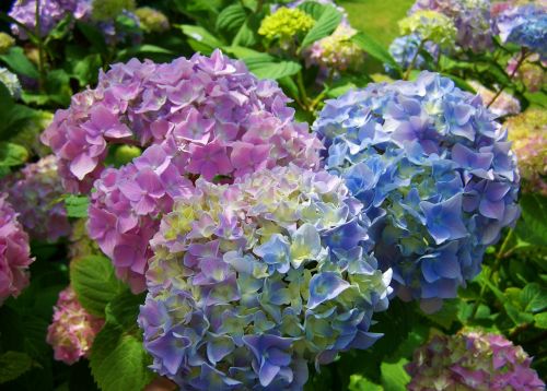 hydrangea light blue pink