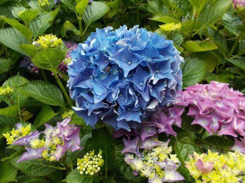 hydrangea blue flower