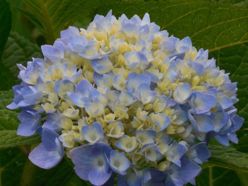 hydrangea blue white