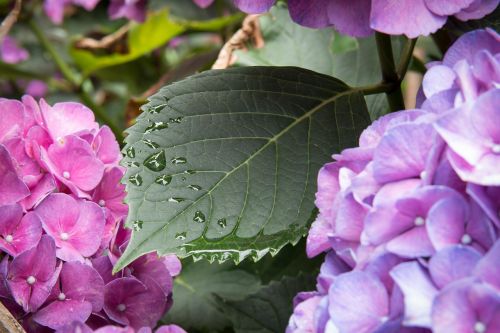 hydrangea leaf drop of water