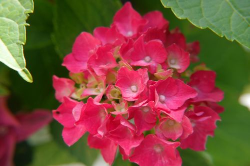 hydrangea flowers red