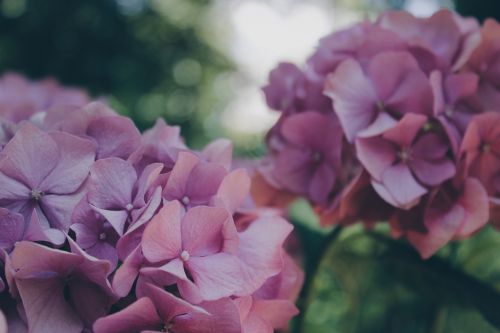 hydrangea flower floral