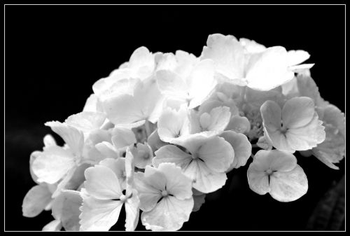 hydrangea flower flowers
