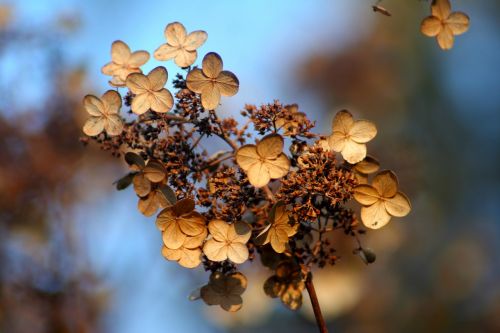 hydrangea autumn fall