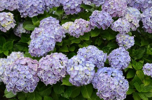 hydrangea flower garden