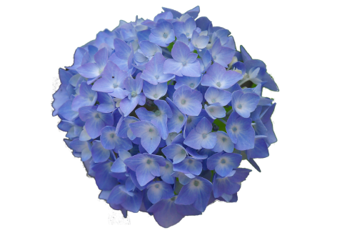 hydrangea blossom bloom