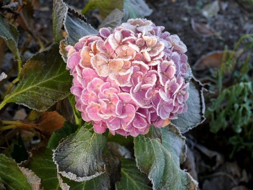 hydrangea winter frozen