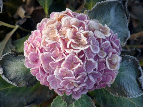 hydrangea winter frozen