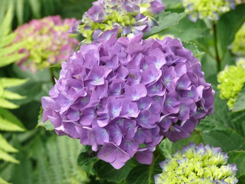 hydrangea purple flower