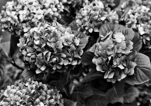 Hydrangea B&amp;w