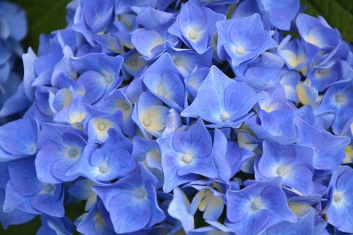 hydrangea blue garden nature