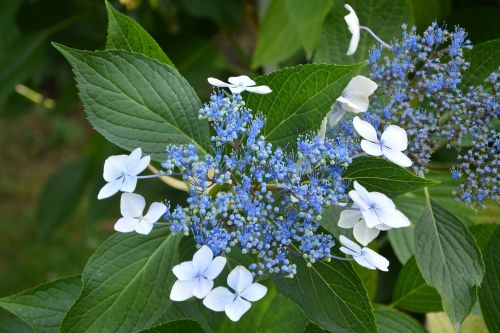 hydrangea blue blue flowers flowering