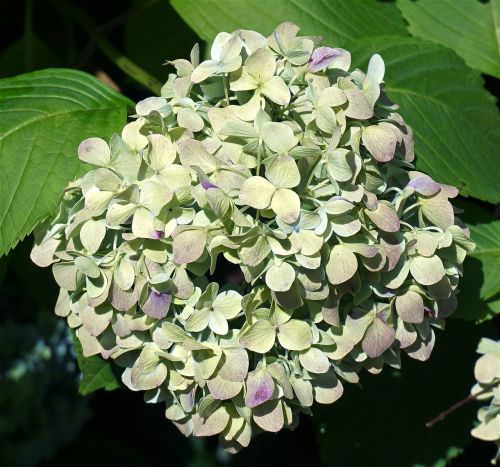 hydrangea changing color leaves flower