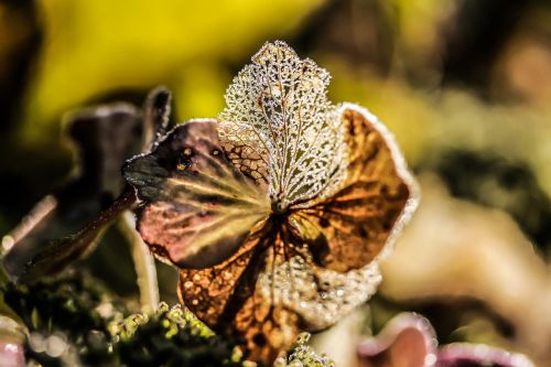 hydrangea flower broken flowers autumn