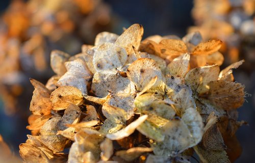 hydrangea flower  faded  autumn mood