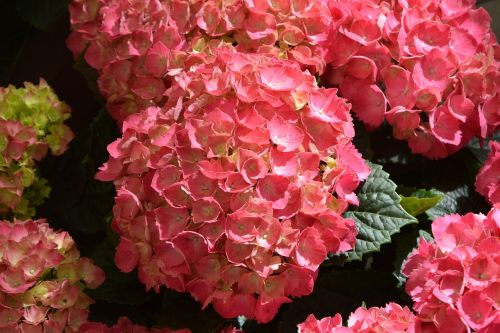 hydrangea flower red green leaves massif